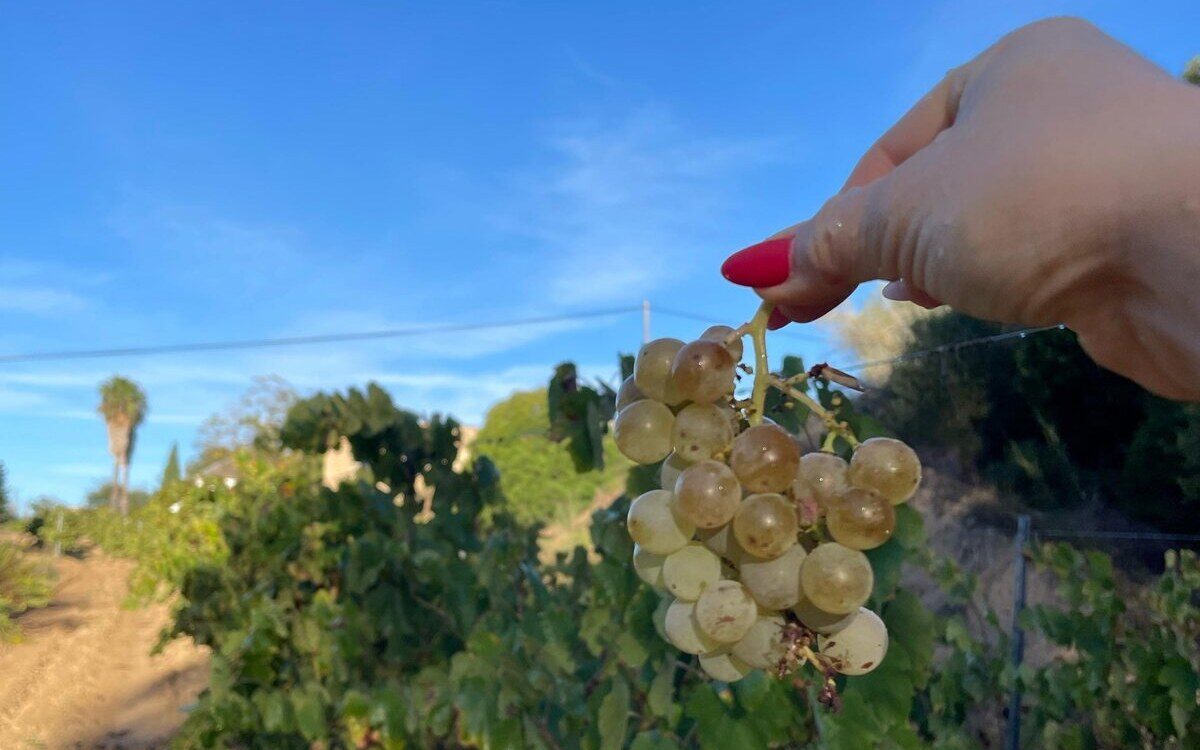 Racimo de uvas en los viñedos